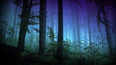 جنگل-طبیعت